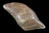 Cretaceous Gar Fish Scale - Kem Kem Beds #72687-1